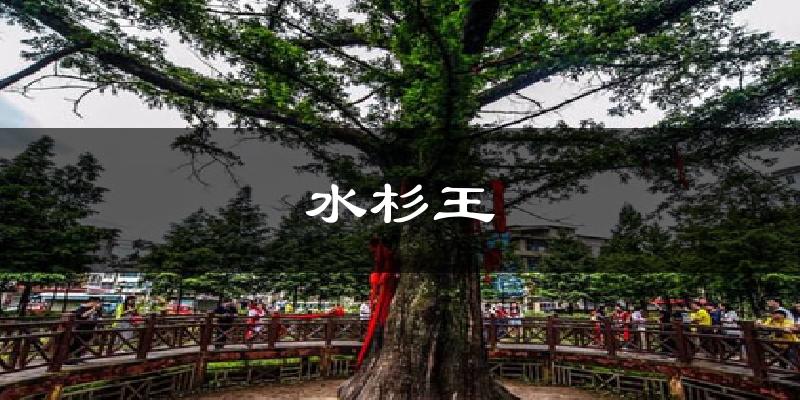 水杉王今日天气